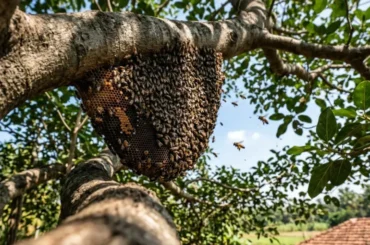 Rock Honey Bees around Chukkimane