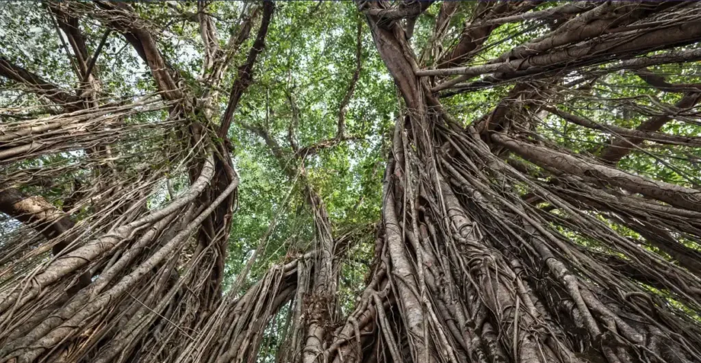 Roots of the Banyan tree spreading