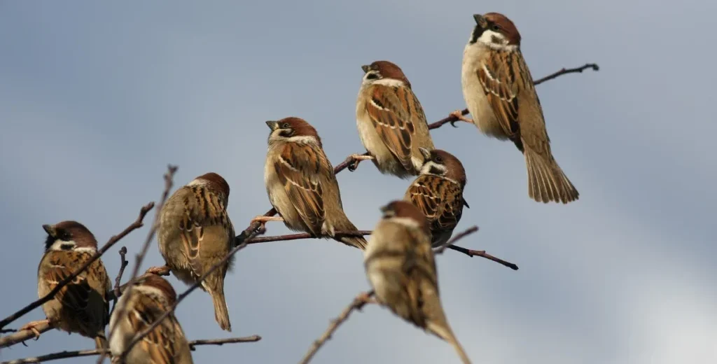 Sparrow group on a tree branch