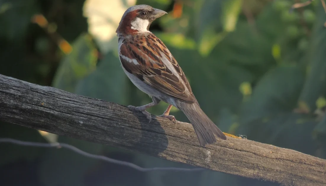 Sparrow on a branch