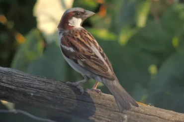 Sparrow on a branch