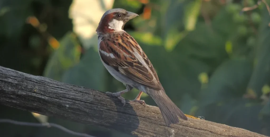 Sparrow on a branch
