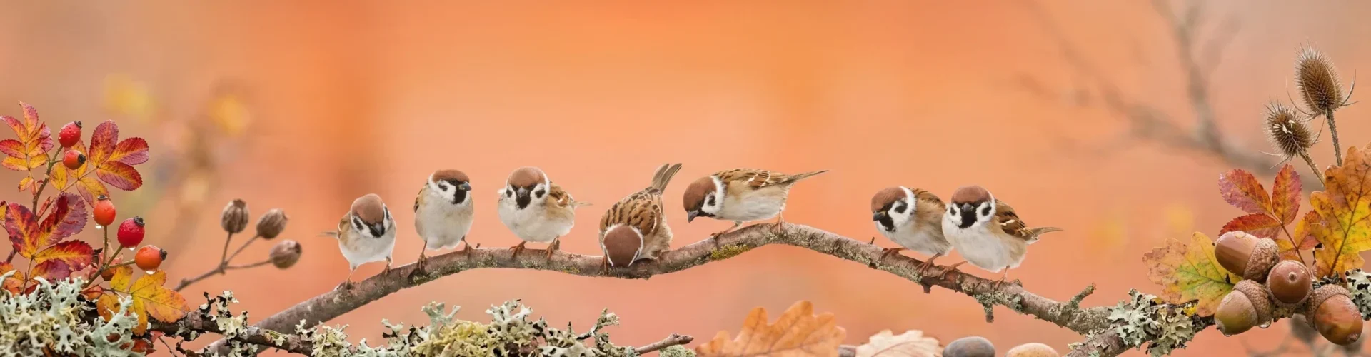 Sparrows lined up on a branch in the evening