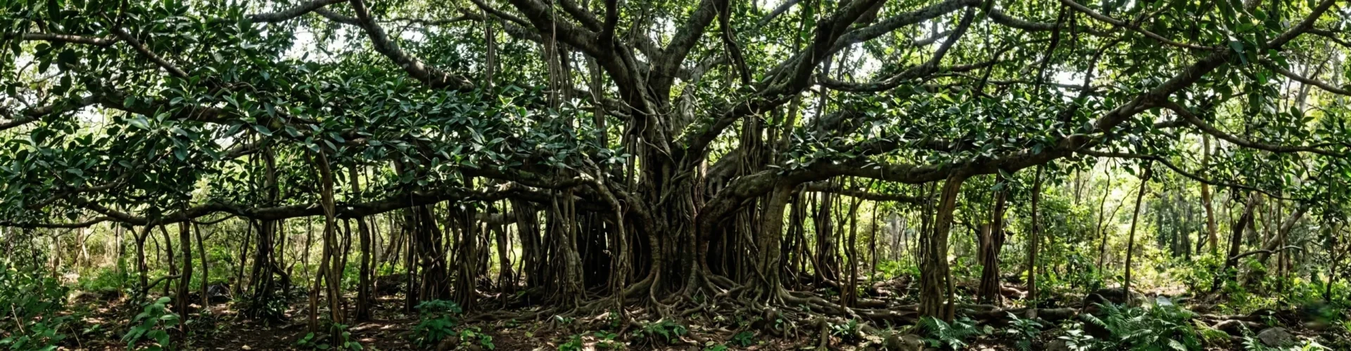 The Great Banyan Tree at ChukkiMane