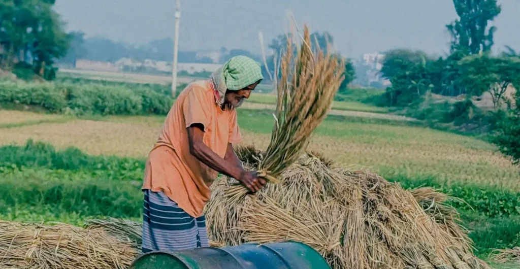 Indian Farmer Harvesting millets at ChukkiMane