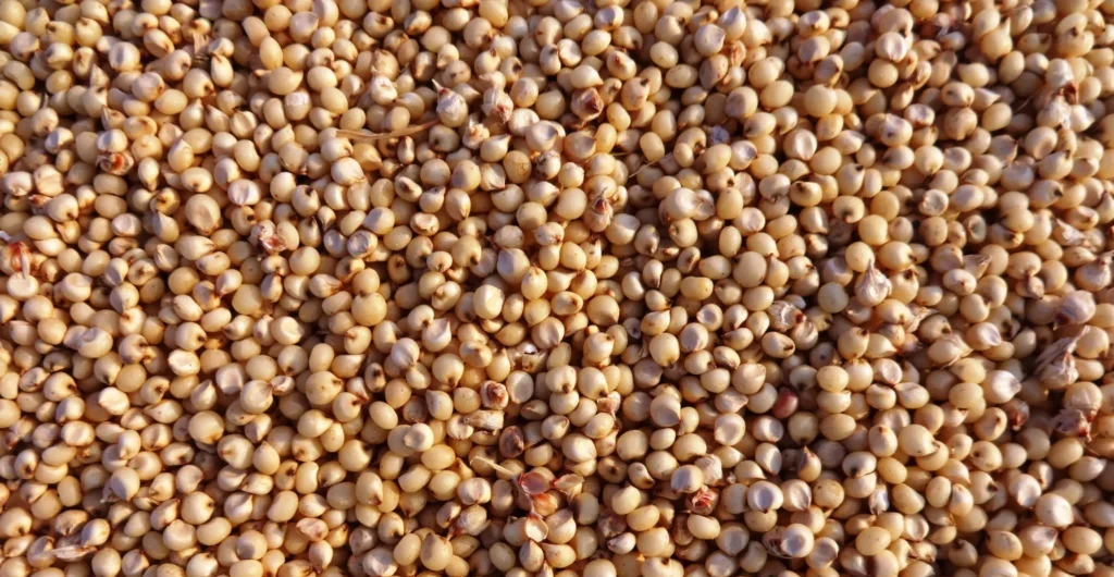 Jowar Crop harvest