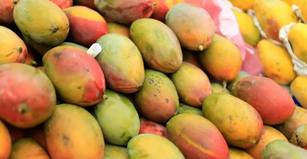 Ripe Mangoes at ChukkiMane