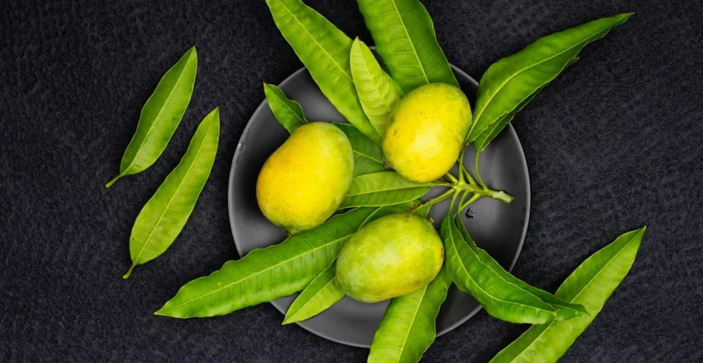 Tasty Indian Mangoes freshly harvested