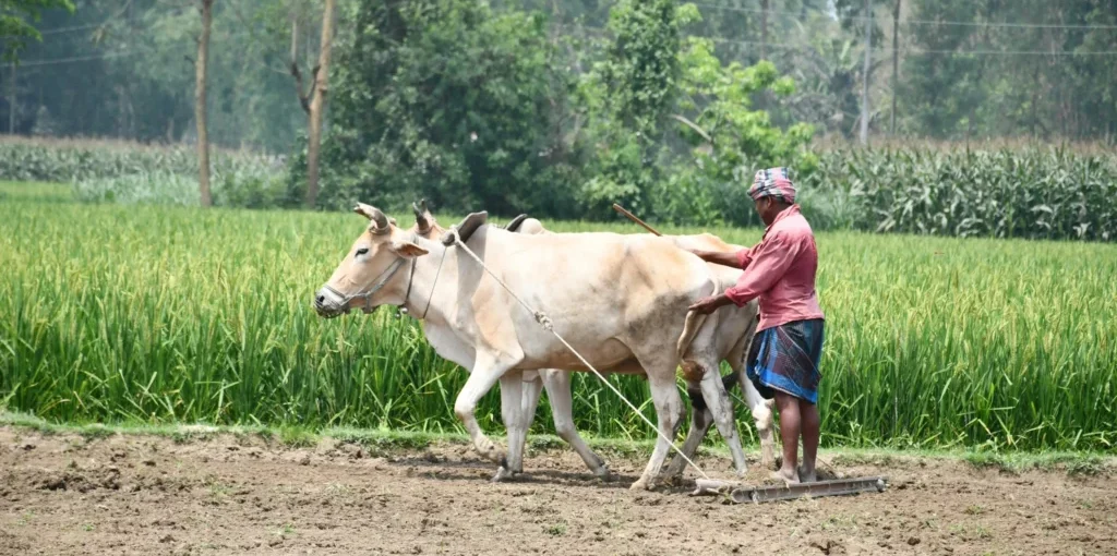 Traditional Farmer