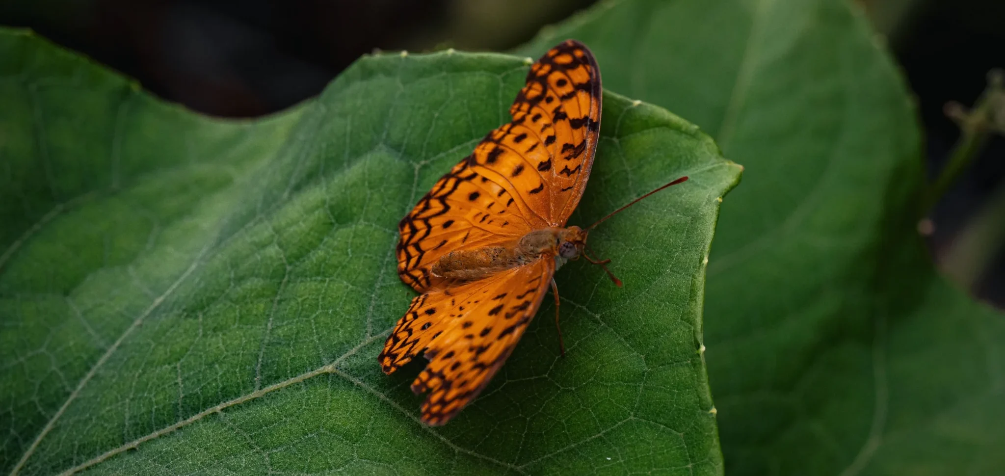 A butterfly around ChukkiMane