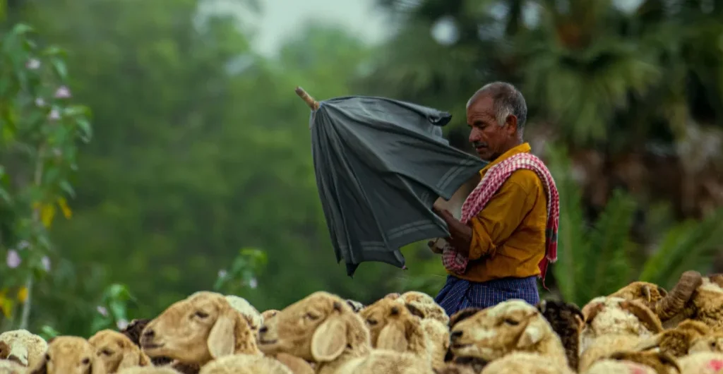 A farmer taking his sheep around ChukkiMane
