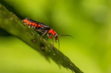 A firefly on a plant during day time