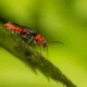 A firefly on a plant during day time