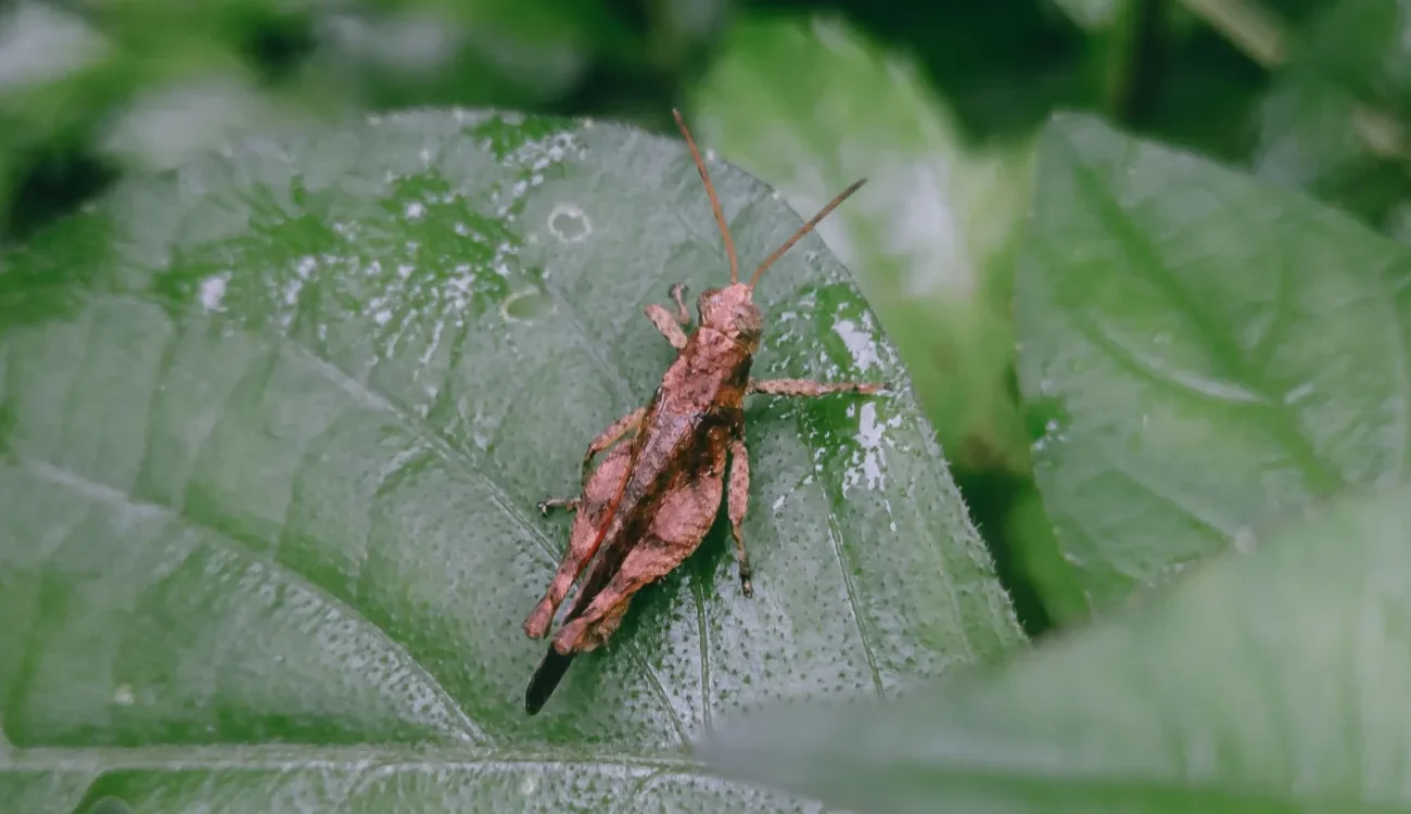 An insect resting on a leaf