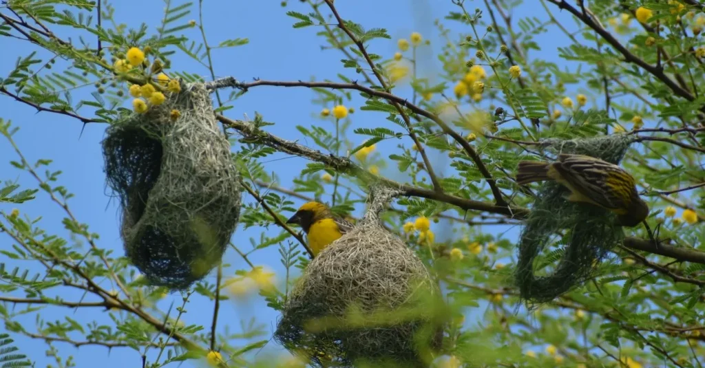 Baya Weaver Bird building a hanging nest near ChukkiMane