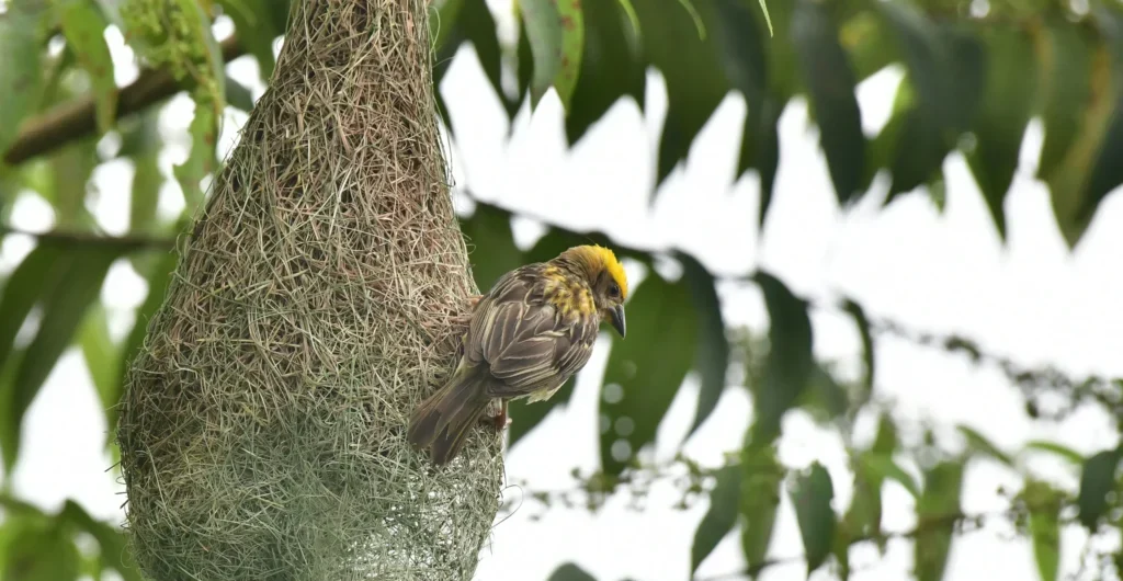 Baya Weaver Bird perched beside its nest