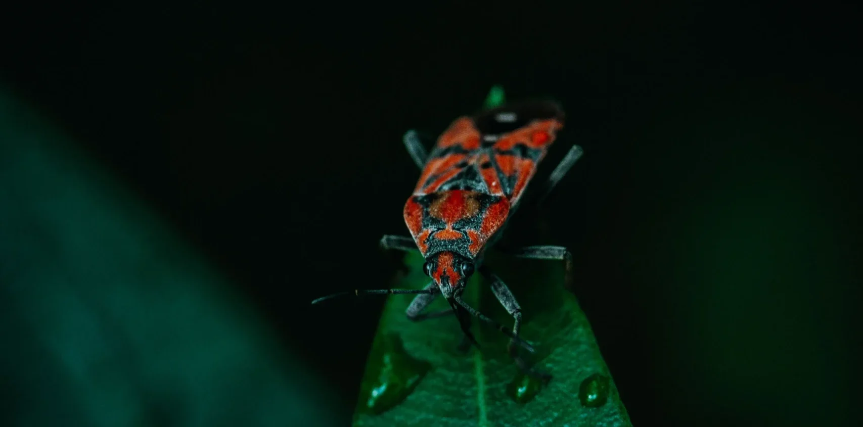 Bug on a leaf after a rain