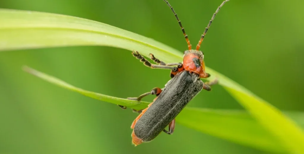 Firefly in ChukkiMane