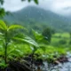 Flourishing plant life during the rainy season