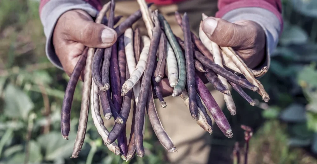 Freshly harvested legumes from local monsoon farms