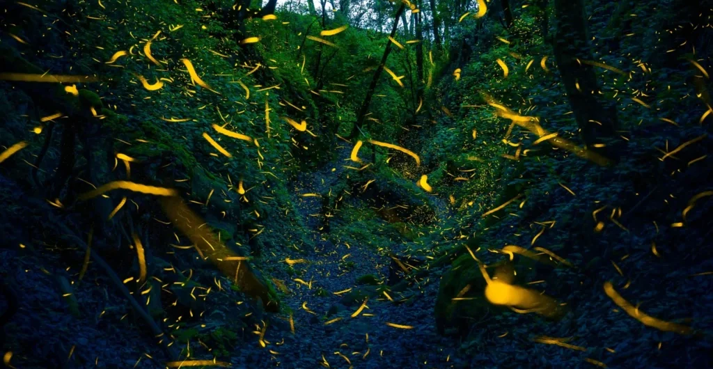 Golden firefly trails through a dark, mossy woods.