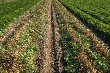 Groundnut crop thriving in monsoon fields around ChukkiMane