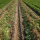 Groundnut crop thriving in monsoon fields around ChukkiMane