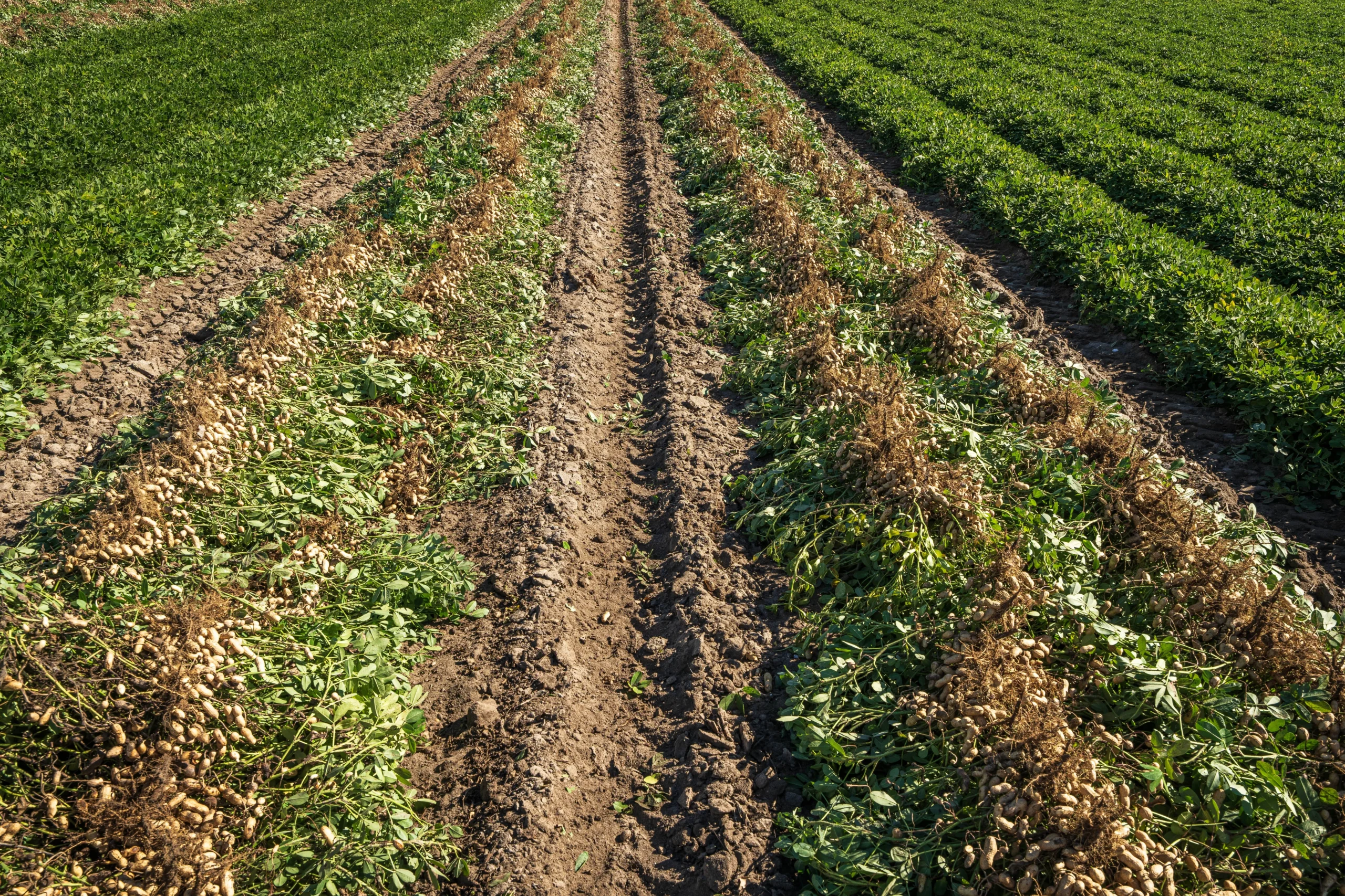 Groundnut crop thriving in monsoon fields around ChukkiMane