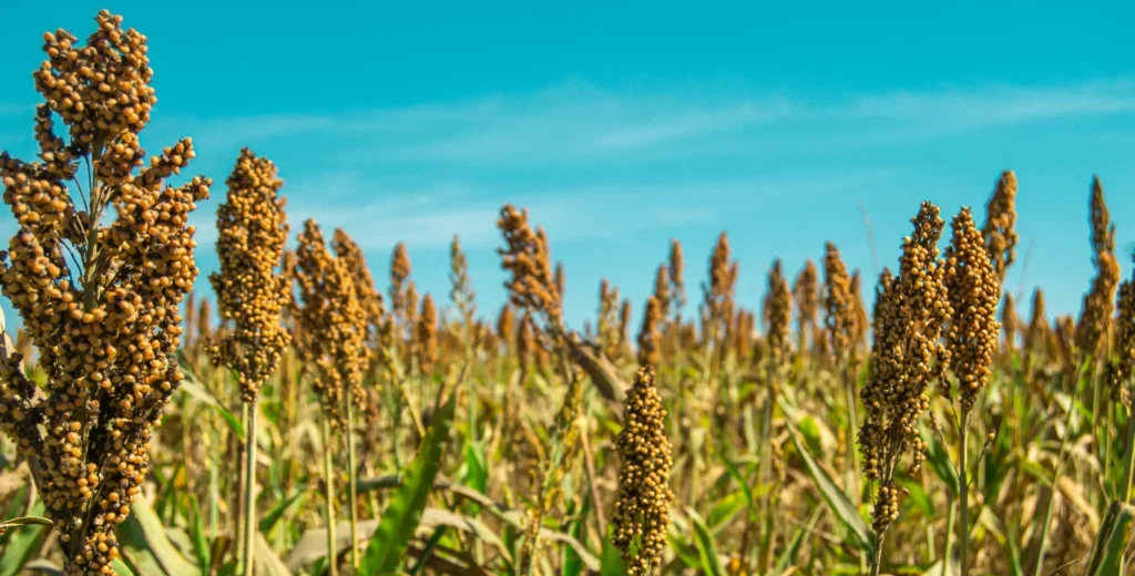 Harvest-ready oilseed crop in Karnataka's rural countryside