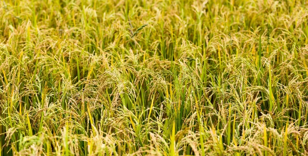 Healthy millet crop growing in Karnataka farmland