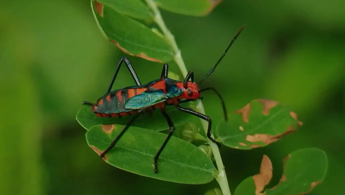 Insects around Chukkimane