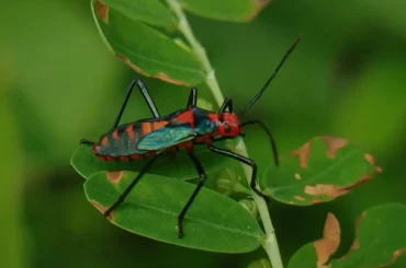 Insects around Chukkimane