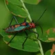 Insects around Chukkimane