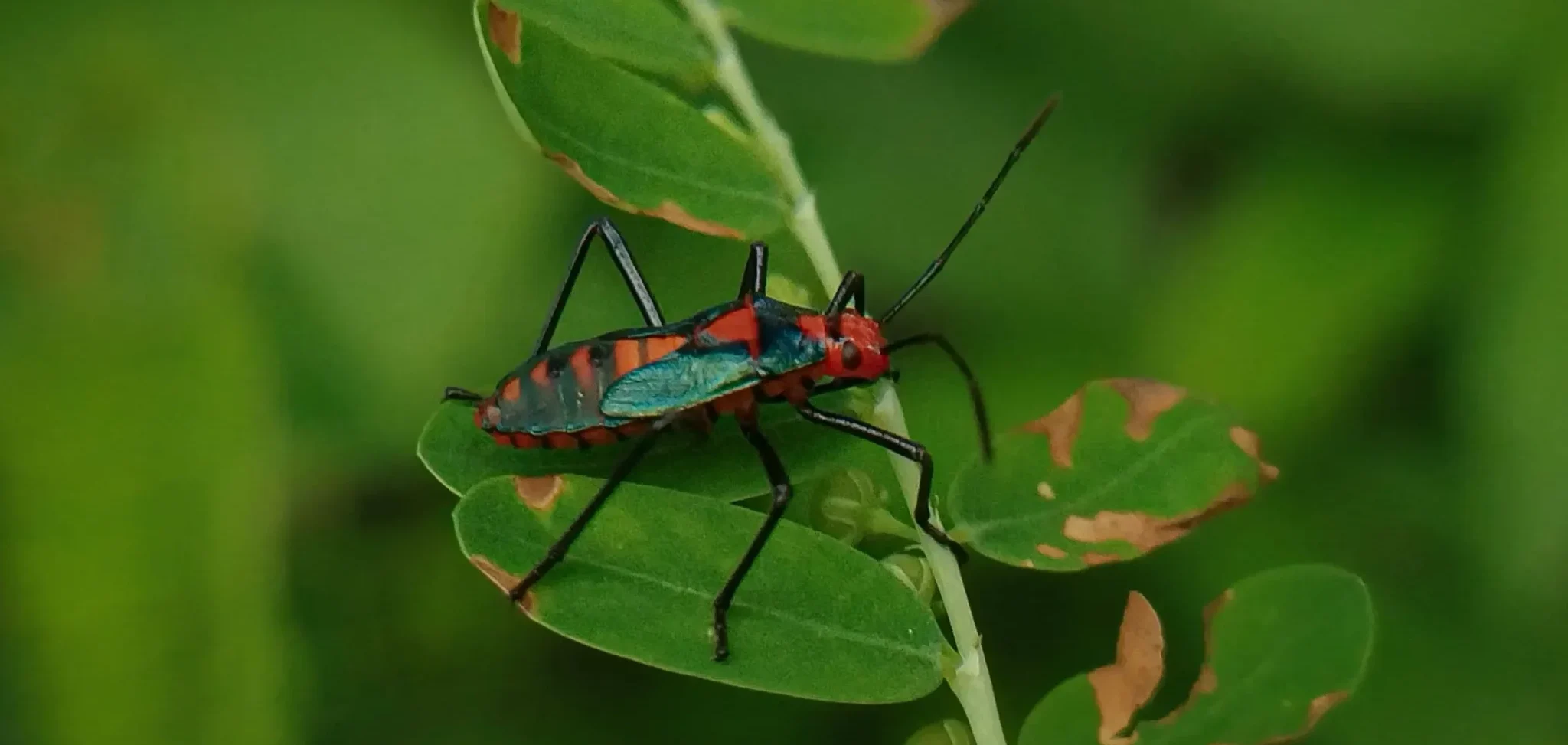 Insects around Chukkimane