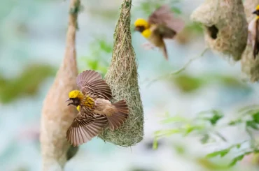 Intricately woven Baya Weaver nests in Karnataka