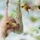 Intricately woven Baya Weaver nests in Karnataka