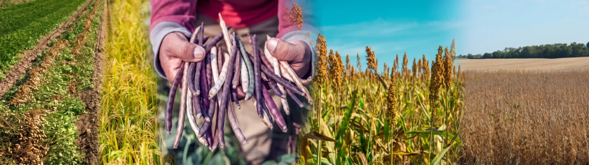Monsoon crops near ChukkiMane
