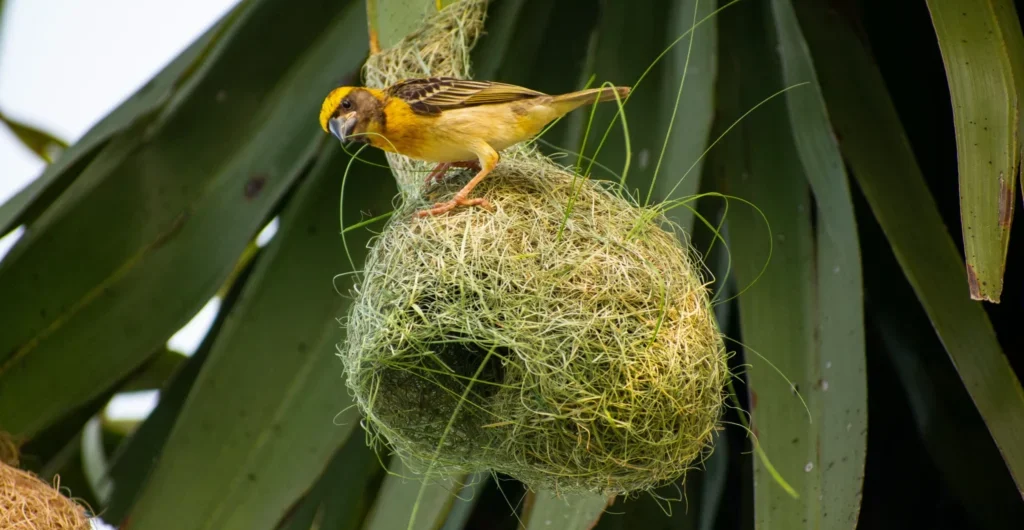 Nature's best architect's home