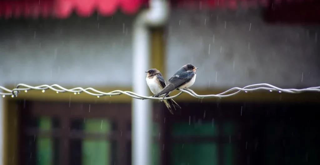 Birds resting peacefully during the monsoon rain Birds resting peacefully during the monsoon rain