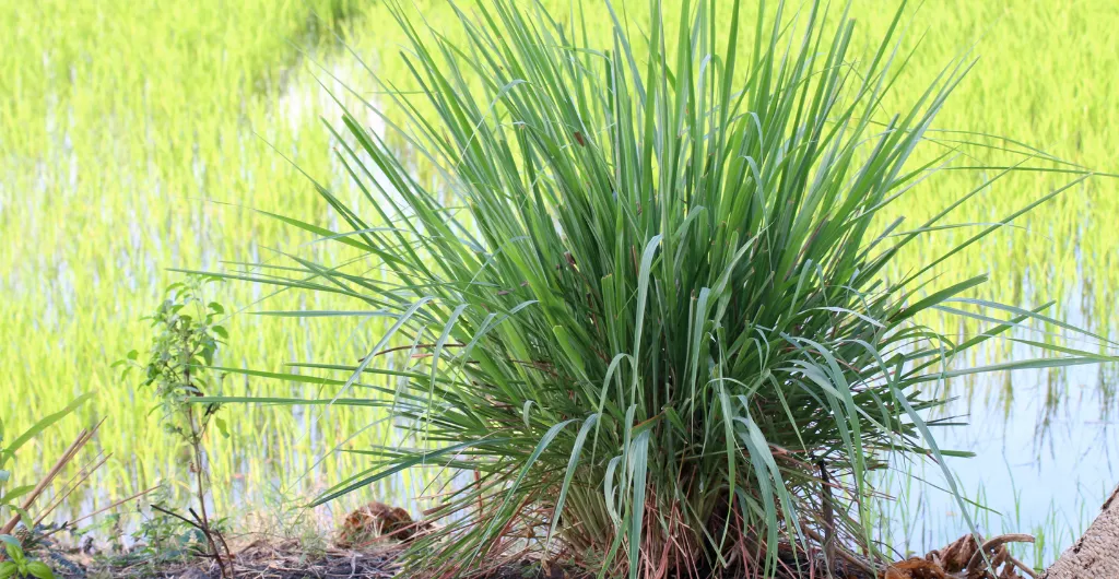 Citronella grass growing in the fields near ChukkiMane Citronella grass growing in the fields near ChukkiMane