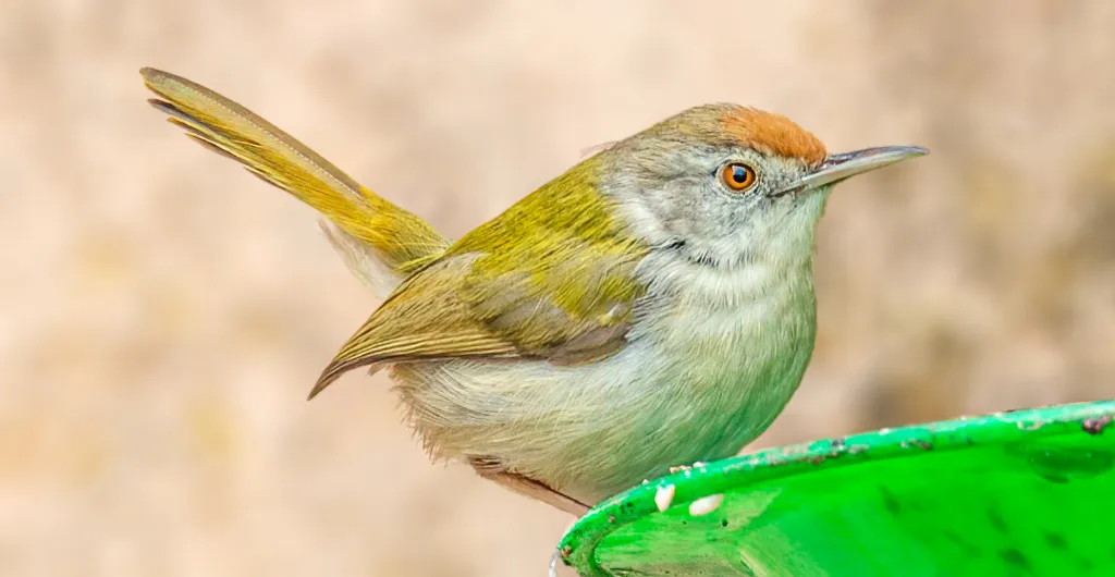 Close-up of a Common Tailor Bird showing its colorful plumage Close-up of a Common Tailor Bird showing its colorful plumage