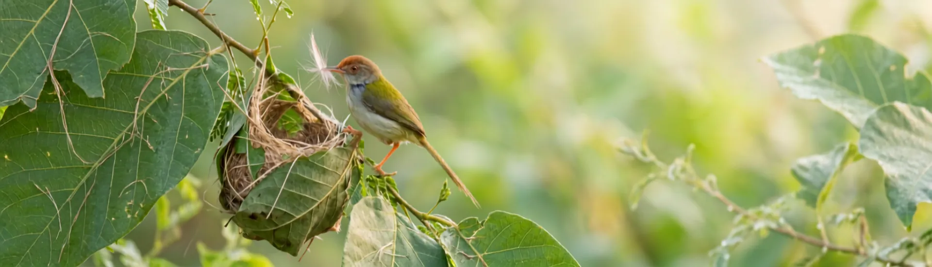Common Tailor Bird beside its beautifully stitched leaf nest Common Tailor Bird beside its beautifully stitched leaf nest