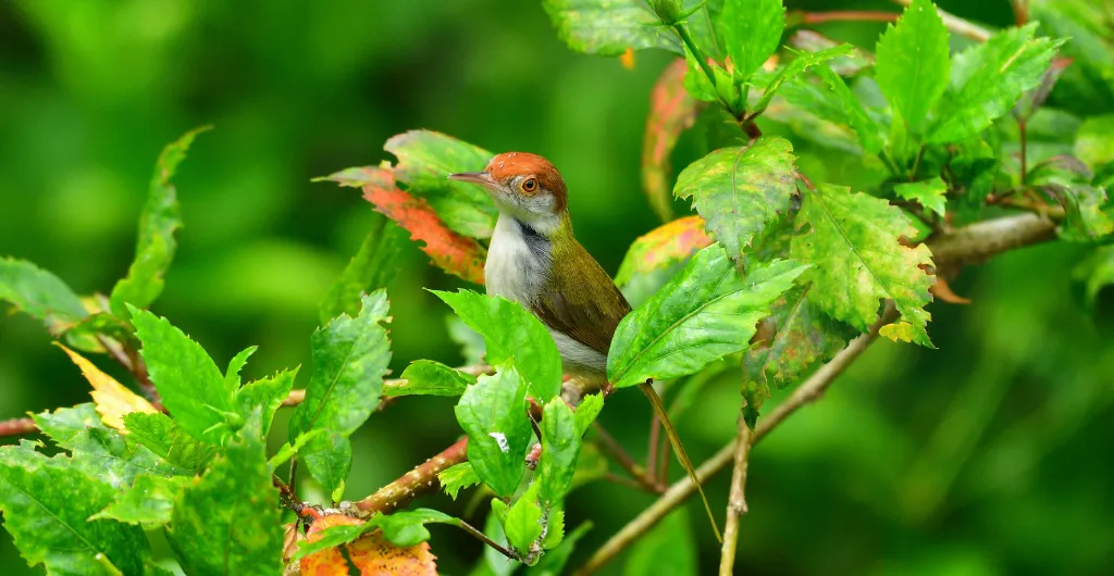 Common Tailor Bird resting among lush green leaves
