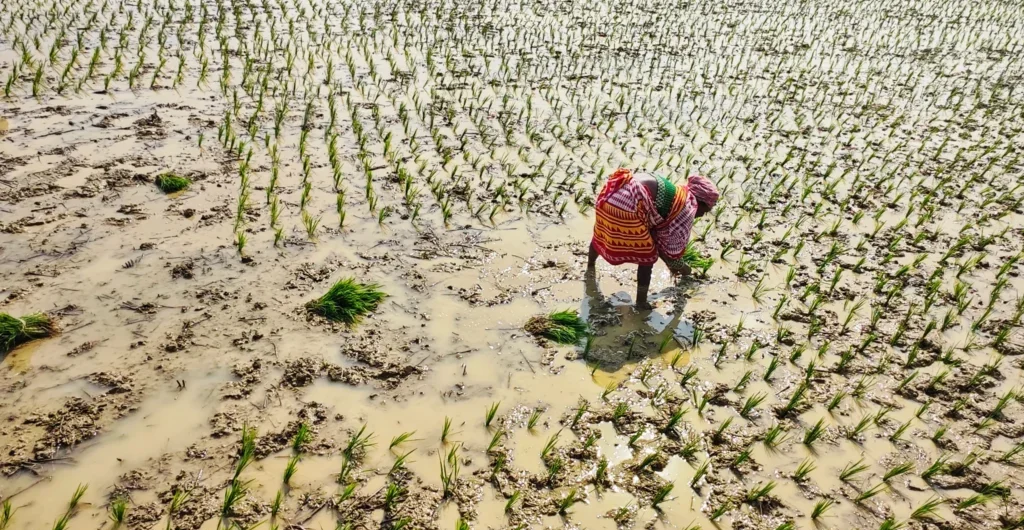 Farmer planting crops in a monsoon field Farmer planting crops in a monsoon field