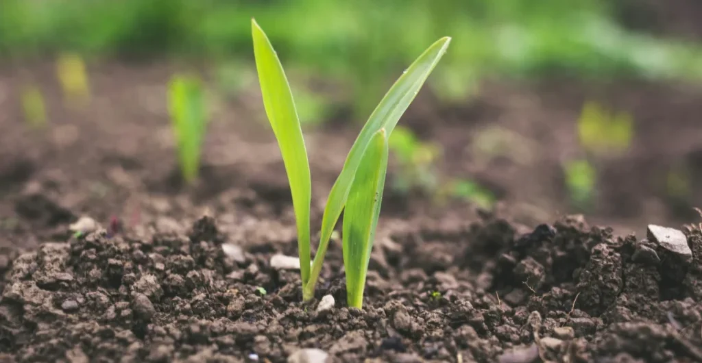 Fresh green seedling emerging from healthy soil Fresh green seedling emerging from healthy soil