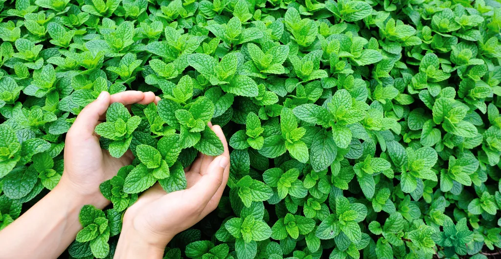 Fresh mint plants in ChukkiMane's natural herb garden Fresh mint plants in ChukkiMane's natural herb garden