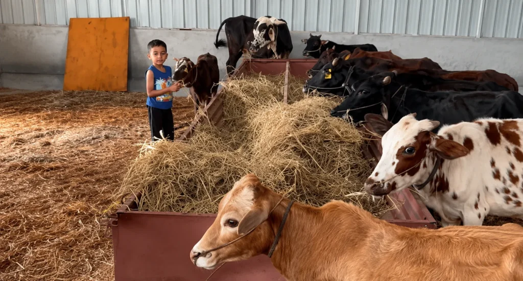 Kid feeds the cows at ChukkiMane