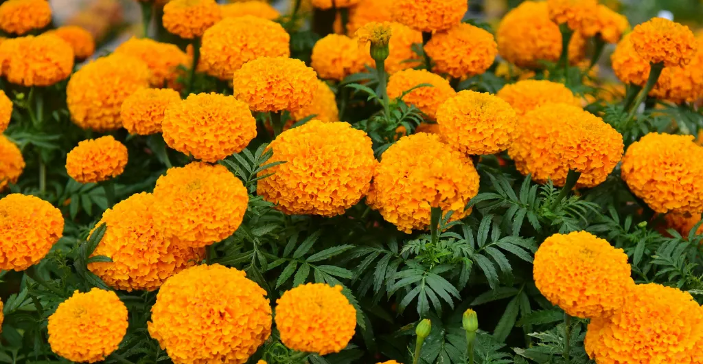 Marigold flowers at ChukkiMane that naturally help repel mosquitoes Marigold flowers at ChukkiMane that naturally help repel mosquitoes