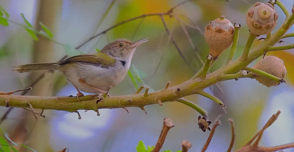 Tailor Bird perched on a tree branch in its natural habitat Tailor Bird perched on a tree branch in its natural habitat