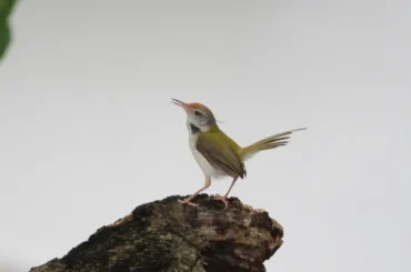 Tailor Bird perched on a tree stump at ChukkiMane